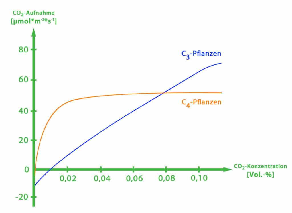 Photosynthese: CO2 Konzentration bei Pflanzen
