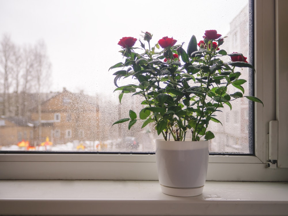 Rose im Winter ans Fenster