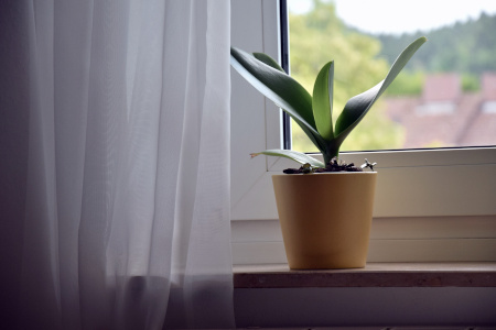Orchidee am Fenster
