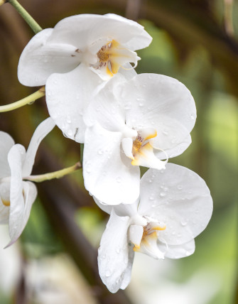 Pflege der Orchidee
